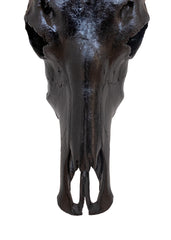 Authentic Midnight Black Buffalo Skull