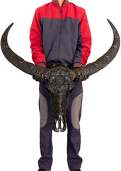 Authentic Midnight Black Hand Carved Buffalo Skull And Horns