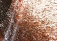 Salt Pepper Tri-Color Cowhide Rug (Size: 230 x 190 CM)