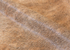 Light Brindle Cowhide Rug (Size: 230 X 180 CM)