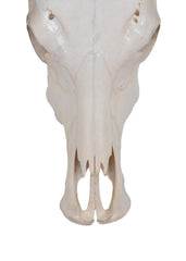 Authentic Natural Plain Buffalo Skull