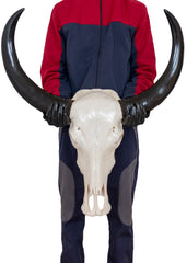 Authentic Natural Plain Buffalo Skull