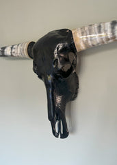 Authentic Black Longhorn Skull