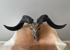 Authentic Hand Carved Ram Skull