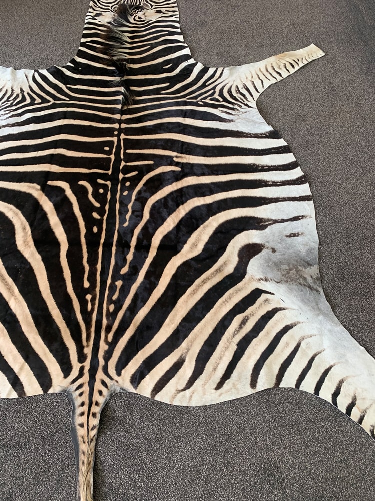 Real Hide Rug Real Zebra Skin Hide Rug (Premium Quality A Grade) – Rug House NZ
