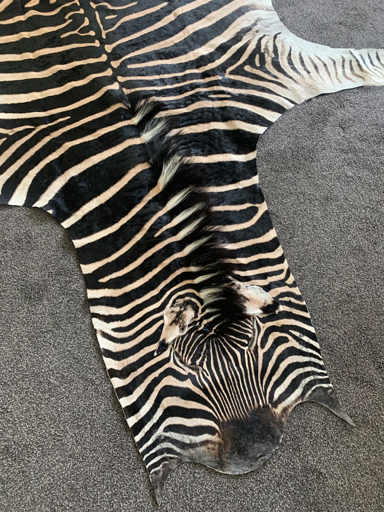 Real Hide Rug Genuine Zebra Hide Rug – A Grade Burchell’s Zebra Skin – Rug House NZ