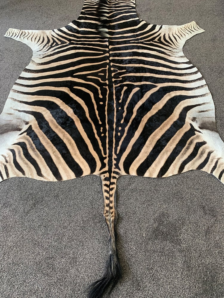 Zebra Head Skin Rug Genuine Zebra Hide Rug – A Grade Burchell’s Zebra Skin – Rug House NZ