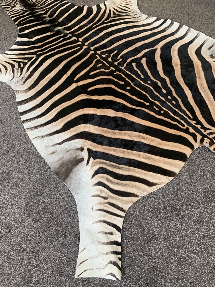 Real Zebra Skin Hide Rug (Premium Quality A Grade) – Rug House NZ