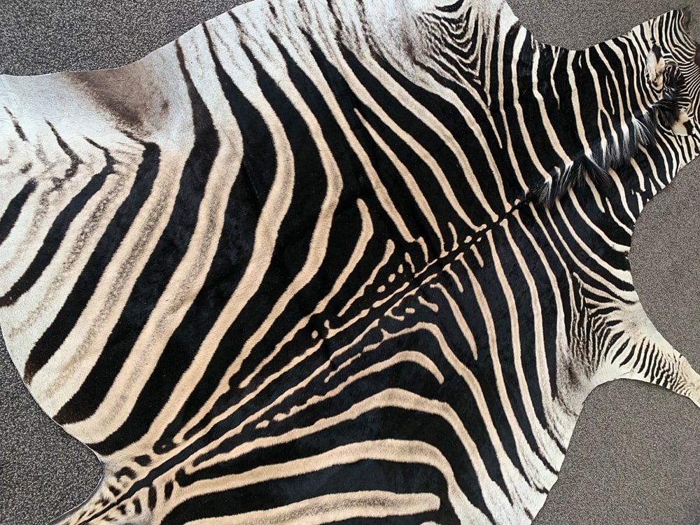 Real Hide Rug Real Zebra Skin Hide Rug (Premium Quality A Grade) – Rug House NZ