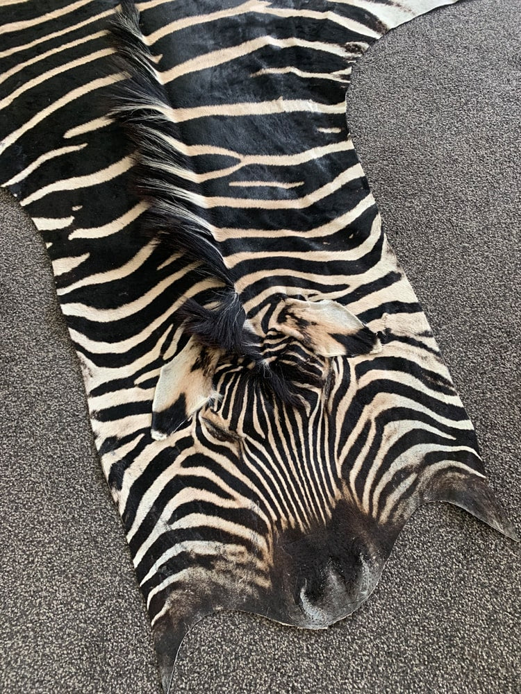 Real Hide Rug Real Zebra Skin Hide Rug (Premium Quality A Grade) – Rug House NZ
