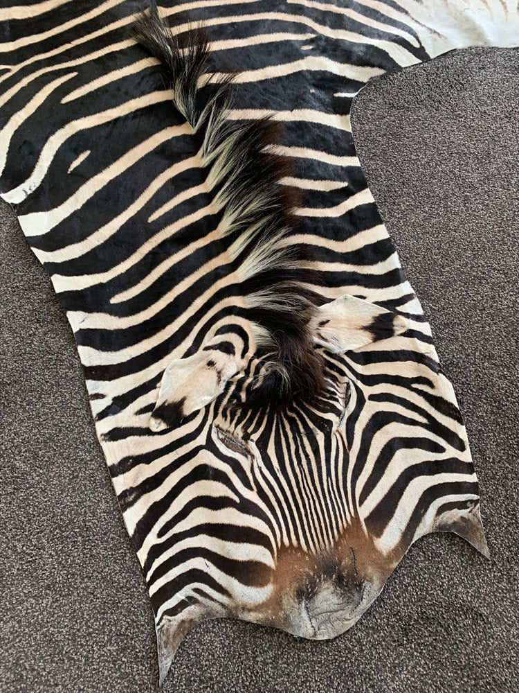 Real Hide Rug Real Zebra Skin Hide Rug (Premium Quality A Grade) – Rug House NZ