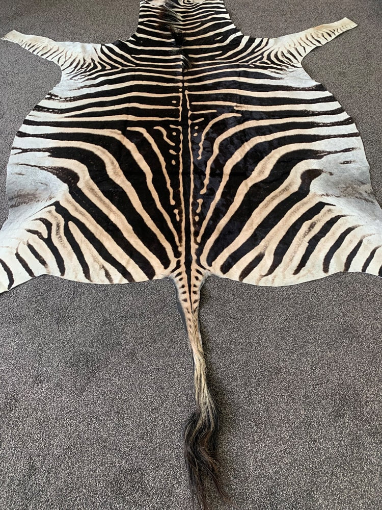 Real Hide Rug Real Zebra Skin Hide Rug (Premium Quality A Grade) – Rug House NZ